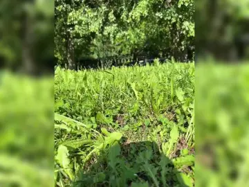 Bongacams Sex Cam of Lisa1225