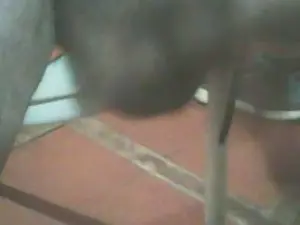 Cam4 Sex Cam of jlcanu1