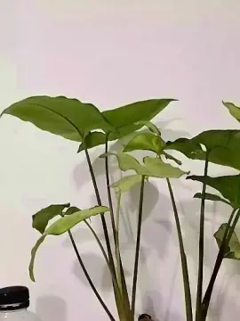Cam4 Watch Live Sex Cams of Miquilu04