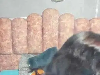 Camsoda Adult Webcam of cloysmith
