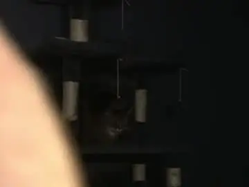 Chaturbate Live Sex Cam of sydaffect