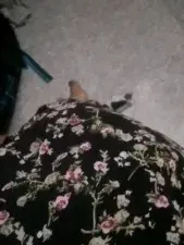 Dscgirls Sex Cam of Shygurl_Tamil