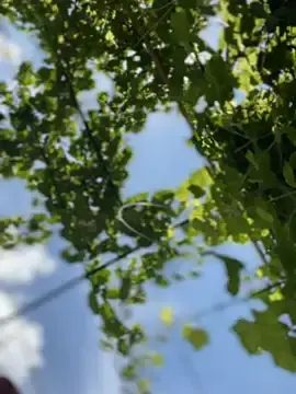 Stripchat Sex Cam of LadyDreams11